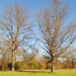 Location: Downingtown Pennsylvania
Date: 2020-11-29
two full-grown trees in park land