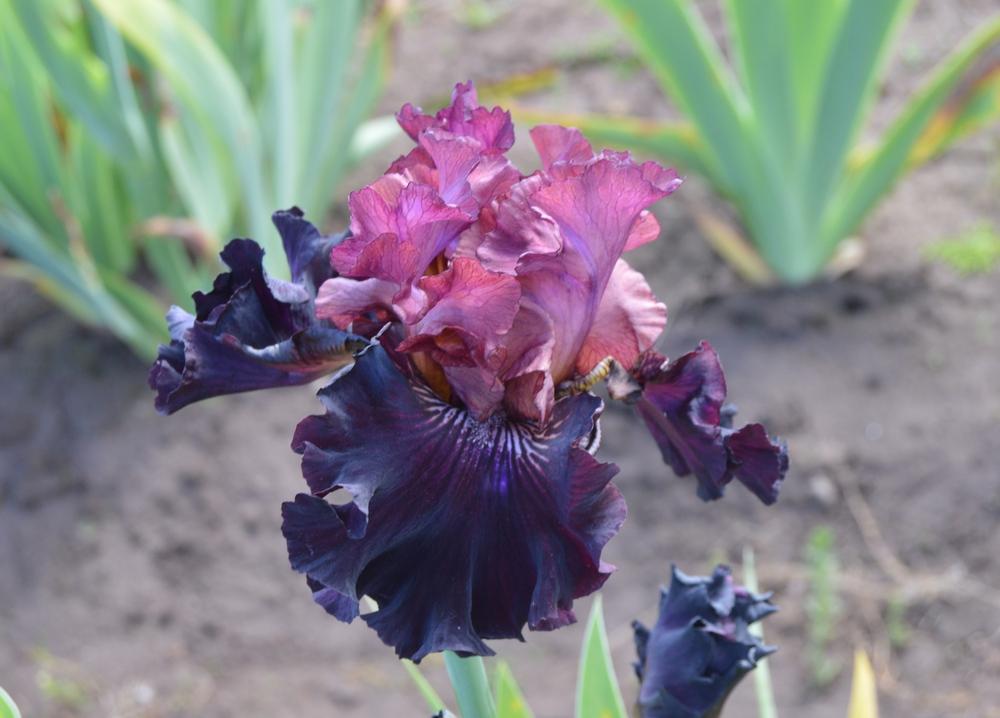 Photo of Tall Bearded Iris (Iris 'Handsome Devil') uploaded by KentPfeiffer