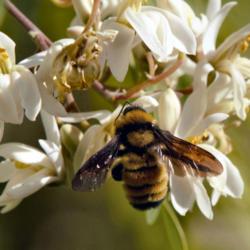 Location: Glendale, AZ
Date: 2020-12-05
Bumblebee in Moringa blooms