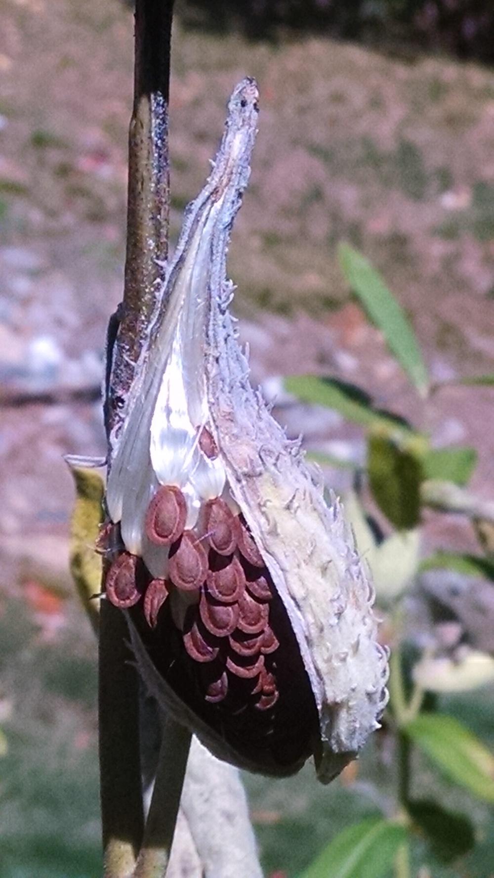 Photo of Common Milkweed (Asclepias syriaca) uploaded by joannakat