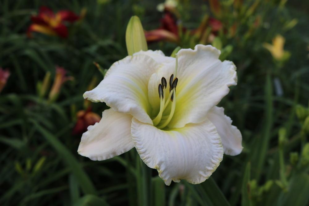 Photo of Daylily (Hemerocallis 'White Perfection') uploaded by Hembrain