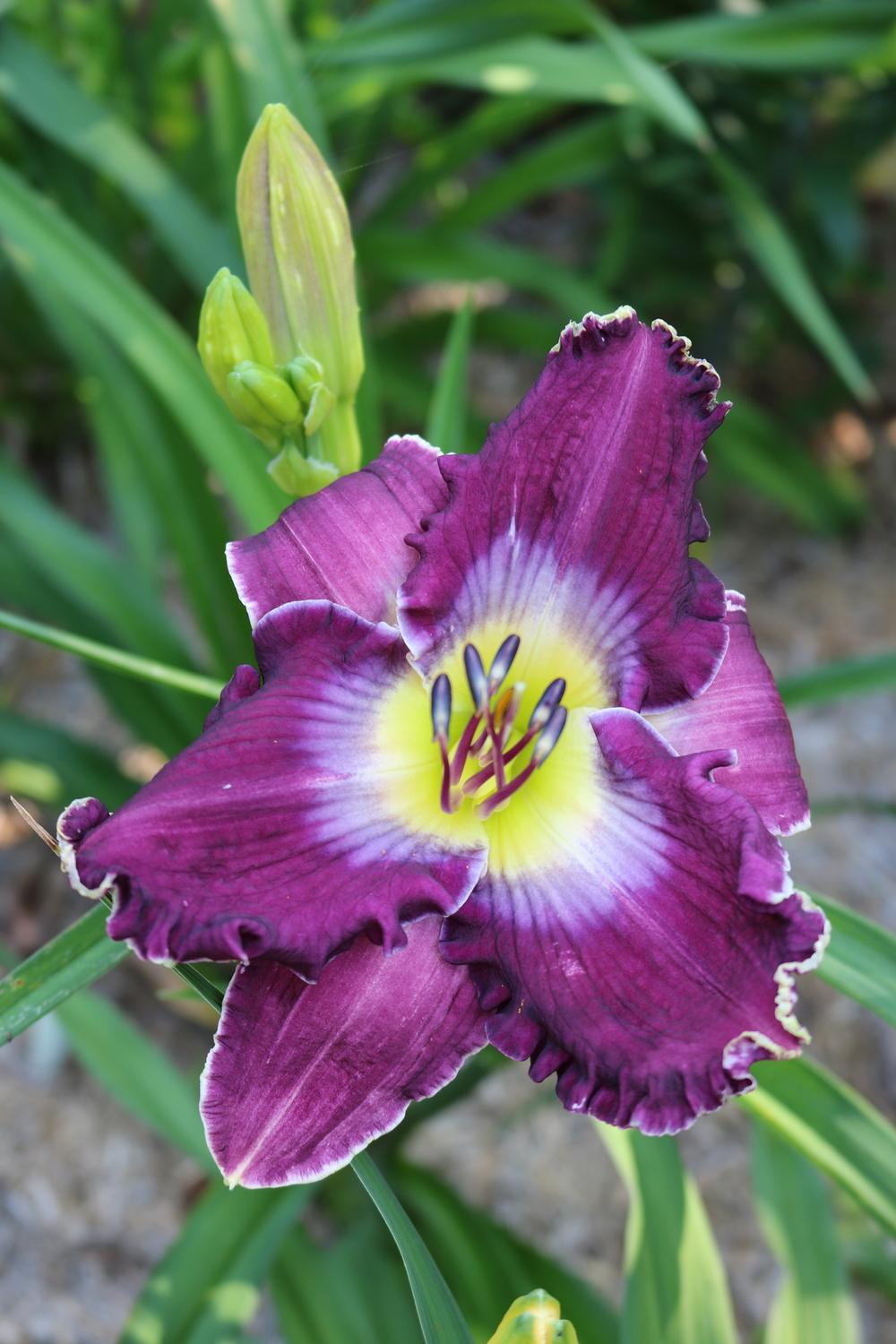 Photo of Daylily (Hemerocallis 'Color Me There') uploaded by Hembrain