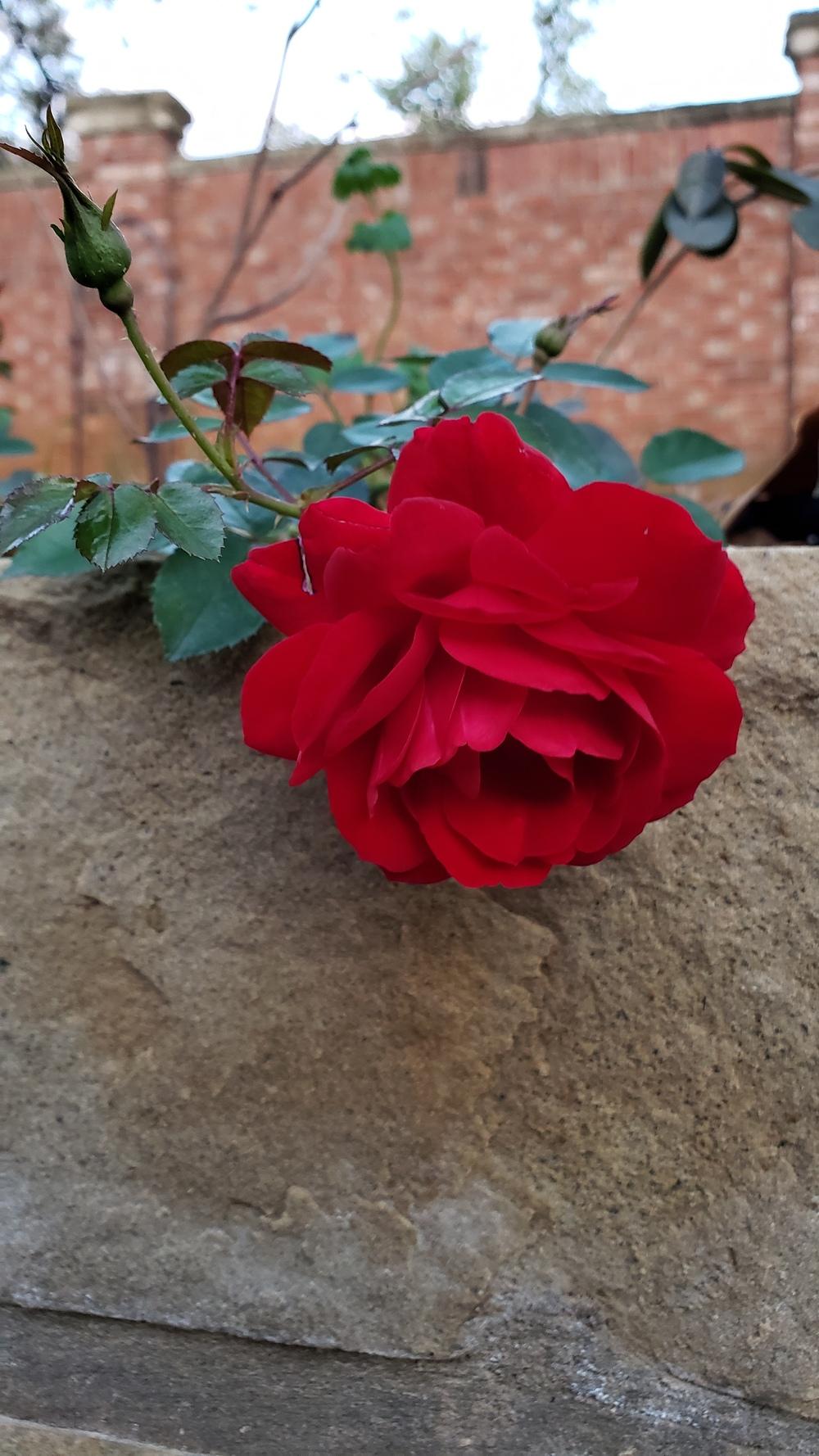 Photo of Rose (Rosa 'Red Ribbons') uploaded by LindsayG