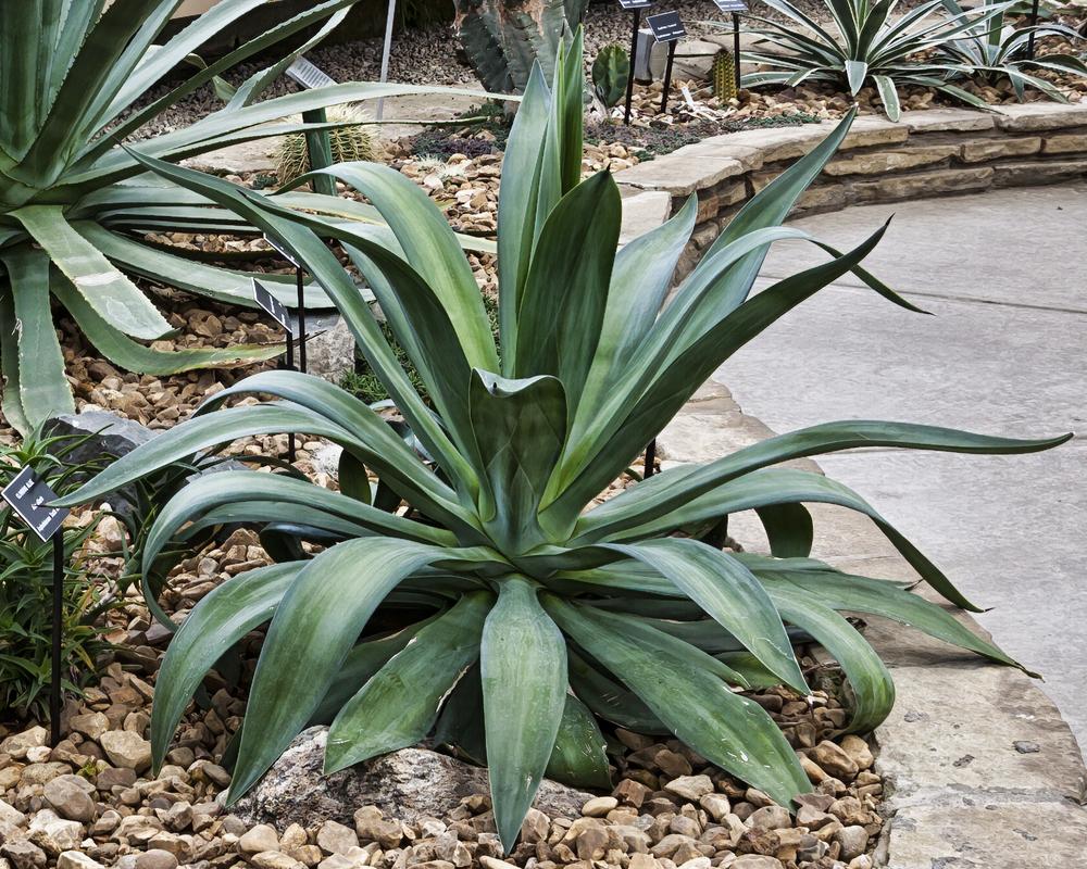 Photo of Smooth Agave (Agave de-meesteriana) uploaded by arctangent