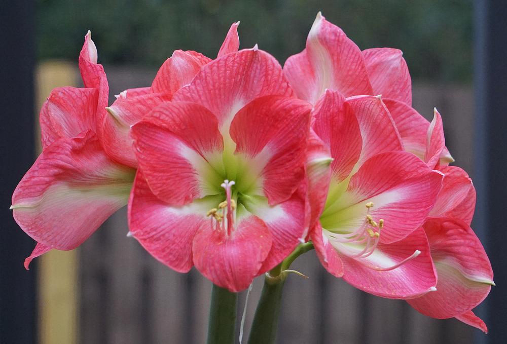 Photo of Amaryllis (Hippeastrum 'Cape Horn') uploaded by bsharf