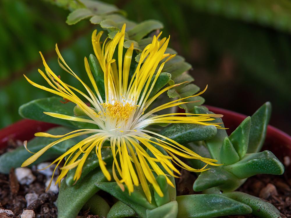 Photo of Faucaria tuberculosa uploaded by dirtdorphins