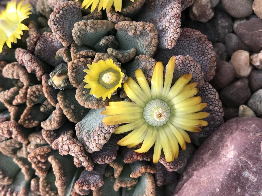 Photo of Concrete Leaf Living Stone (Titanopsis calcarea) uploaded by succulentlife