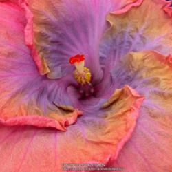 Location: Tampa Bay, Florida 
Date: May
Hibiscus - remarkable color