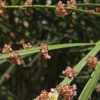 Phyllanthaceae:  Phyllanthus angustifolius - individual blooms ar