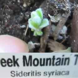 Location: indoors Toronto, Ontario
Date: 2020-12-07
Greek Mountain Tea (Sideritis syriaca) new growth after dormancy.