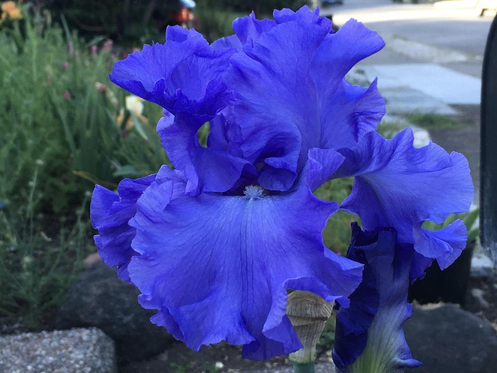 Photo of Tall Bearded Iris (Iris 'Yaquina Blue') uploaded by lilpod13