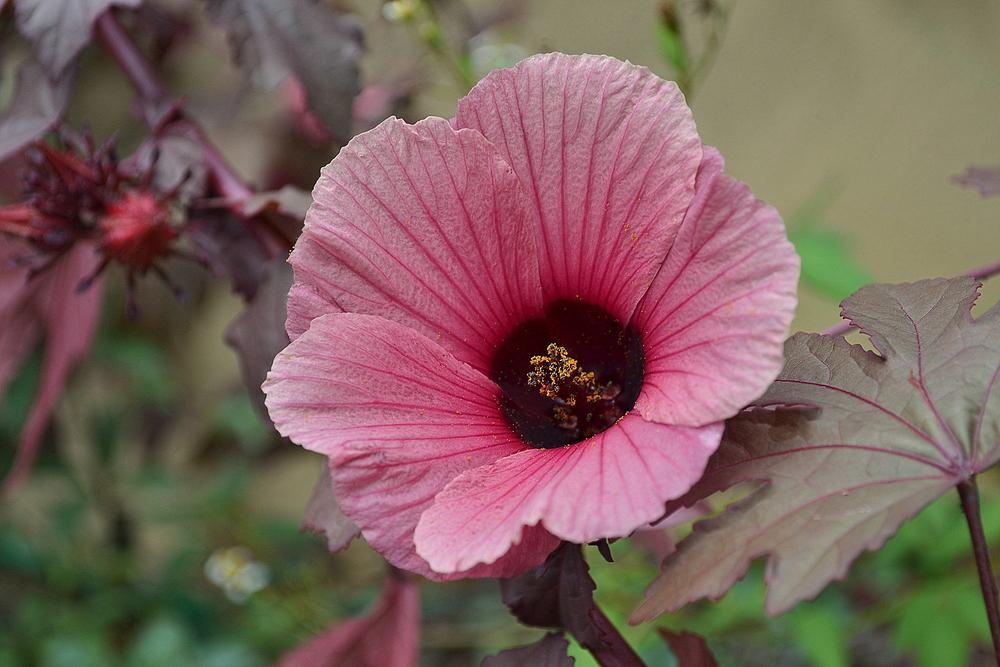 Photo of Red-Leaf Hibiscus (Hibiscus acetosella) uploaded by sunkissed