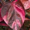 Acalypha wilkesiana - no two leaves are alike
