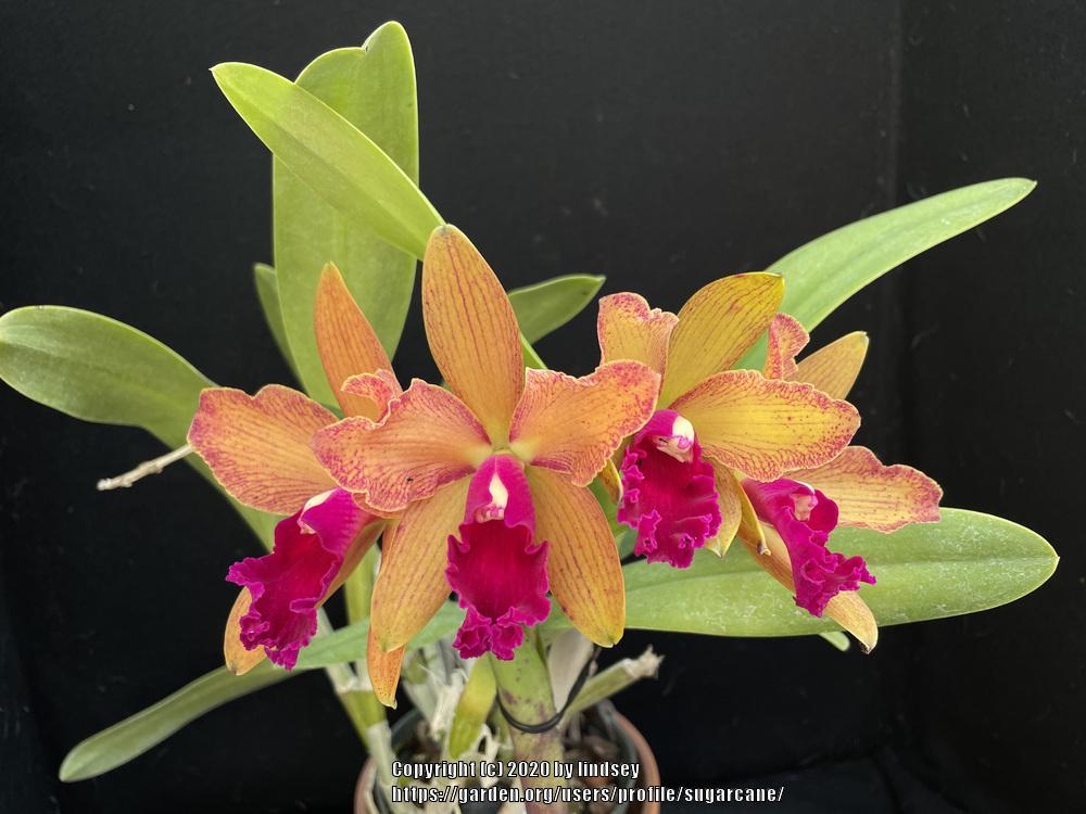 Photo of Orchid (Rhynchobrassoleya Copper Queen) uploaded by sugarcane