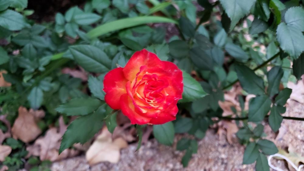 Photo of Rose (Rosa 'Charisma') uploaded by LindsayG