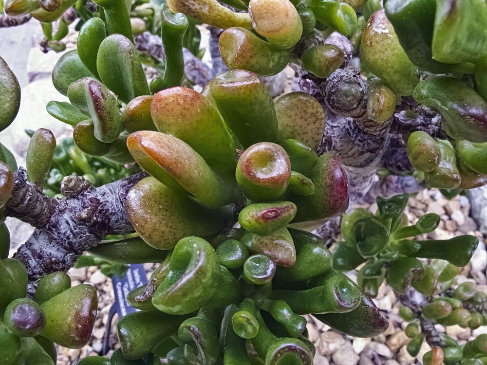 Photo of Finger Jade (Crassula ovata 'Gollum') uploaded by arctangent