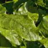 Goeppertia bella, aka Calathea musaica - leaves have a fascinatin