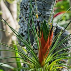Location: Conservatory, Matthaei Botanical Gardens, Ann Arbor
Date: 2017-02-13
Tillandsia punctulata, sometimes called Mexican Black Torch..