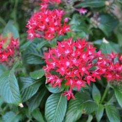 Location: in my garden in Oklahoma City
Date: 8-13-2015
Star Cluster (Pentas lanceolata Butterfly™ Red)
