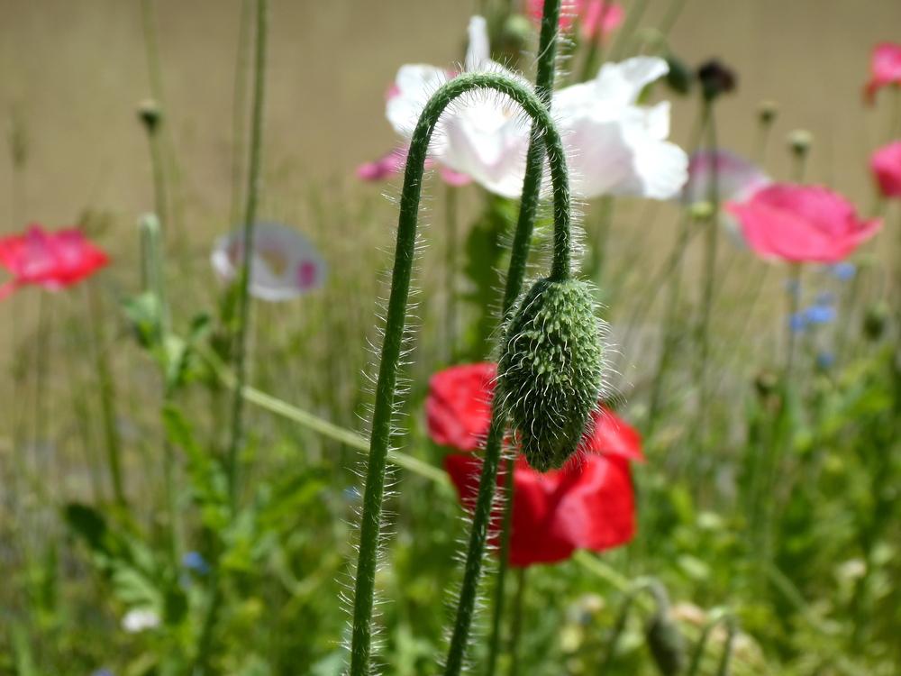 Photo of Poppy (Papaver rhoeas 'Shirley Poppy') uploaded by wildflowers
