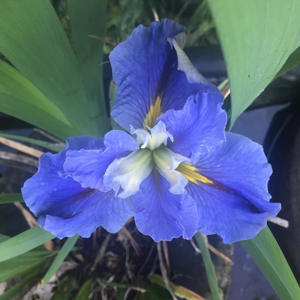 Photo of Louisiana Iris (Iris 'Blue Mountain Mist') uploaded by KentPfeiffer
