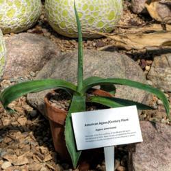 Location: Conservatory, Matthaei Botanical Gardens, Ann Arbor
Date: 2017-03-15
Seedling from an 80 year old specimen that bloomed in 2014.  As n