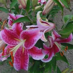 
Photo courtesy of B&D Lilies Used with Permission