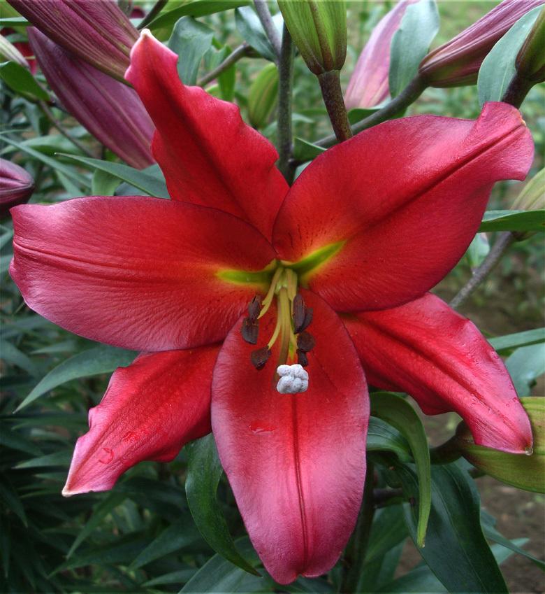 Photo of Lily (Lilium 'Kiss of Fire') uploaded by Joy