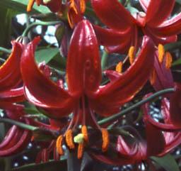 Photo of Martagon Lily (Lilium x dalhansonii) uploaded by Joy
