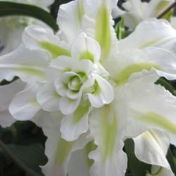 
Photo courtesy of B&D Lilies Used with Permission
