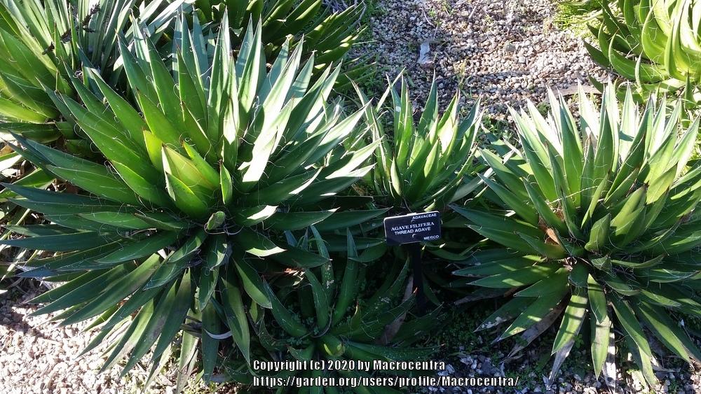 Photo of Thread Agave (Agave filifera) uploaded by Macrocentra