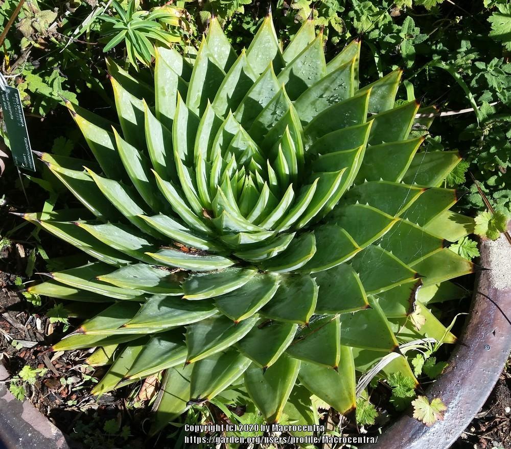 Photo of Spiral Aloe (Aloe polyphylla) uploaded by Macrocentra