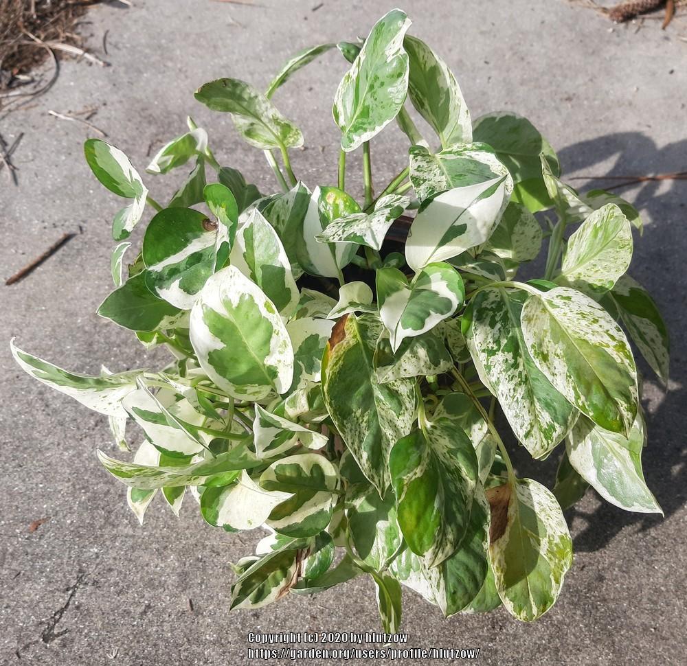 Photo of Pothos (Epipremnum aureum Pearls and Jade®) uploaded by hlutzow