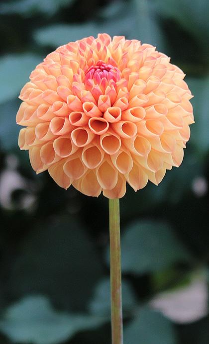 Photo of Dahlia 'Ms Kennedy' uploaded by Calif_Sue