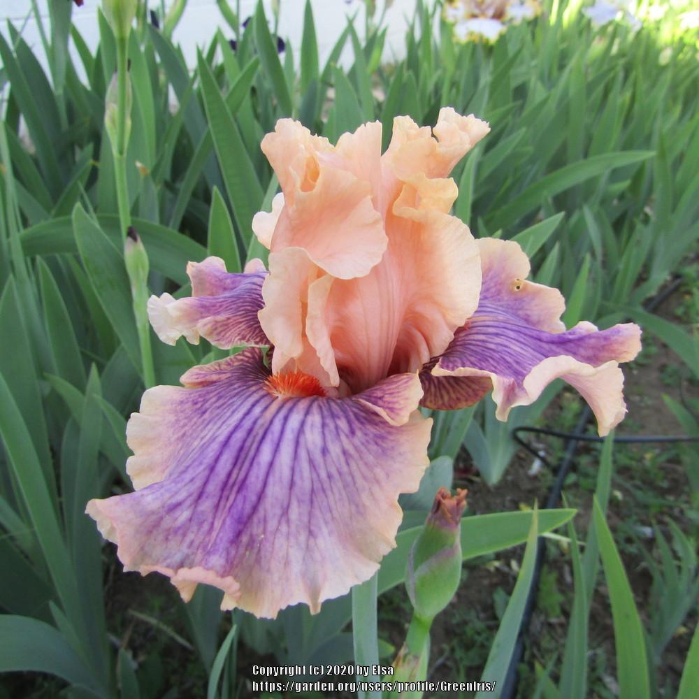Photo of Tall Bearded Iris (Iris 'Center Line') uploaded by GreenIris