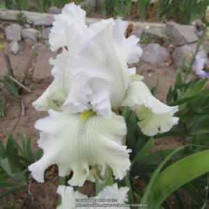TB Iris Frosted Julep