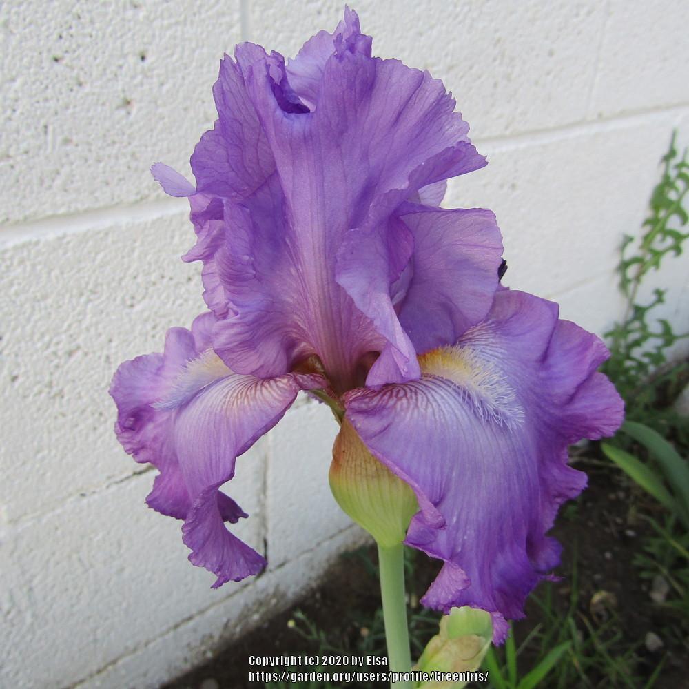 Photo of Tall Bearded Iris (Iris 'Merchant Marine') uploaded by GreenIris