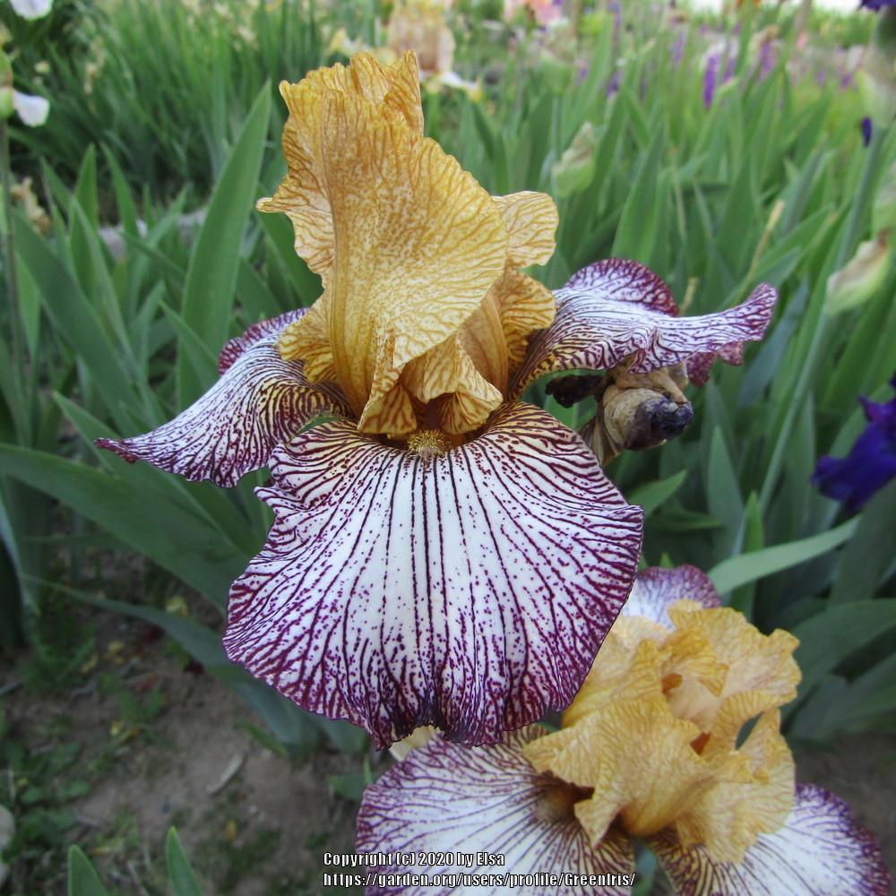 Photo of Tall Bearded Iris (Iris 'Tennessee Woman') uploaded by GreenIris