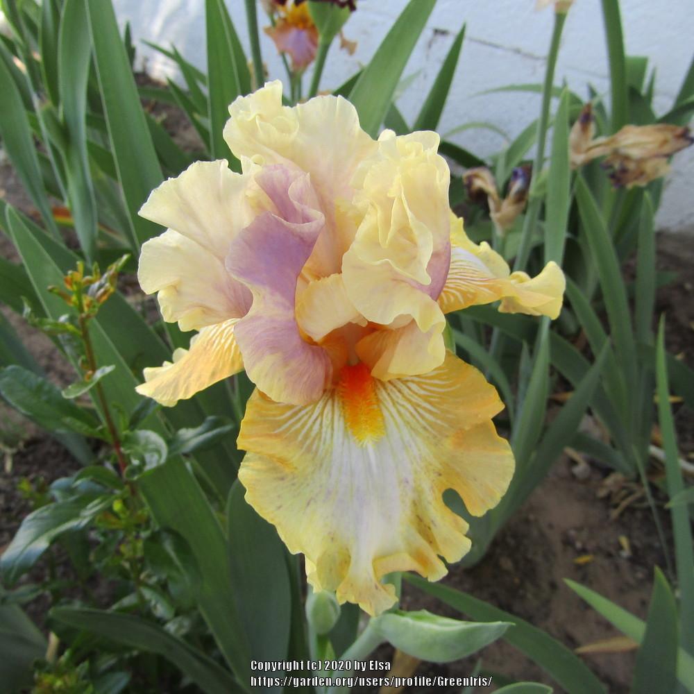 Photo of Tall Bearded Iris (Iris 'Big Break') uploaded by GreenIris