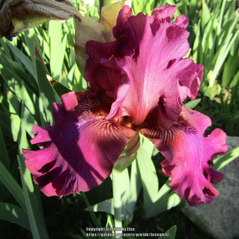 Photo of Tall Bearded Iris (Iris 'Palace Symphony') uploaded by GreenIris