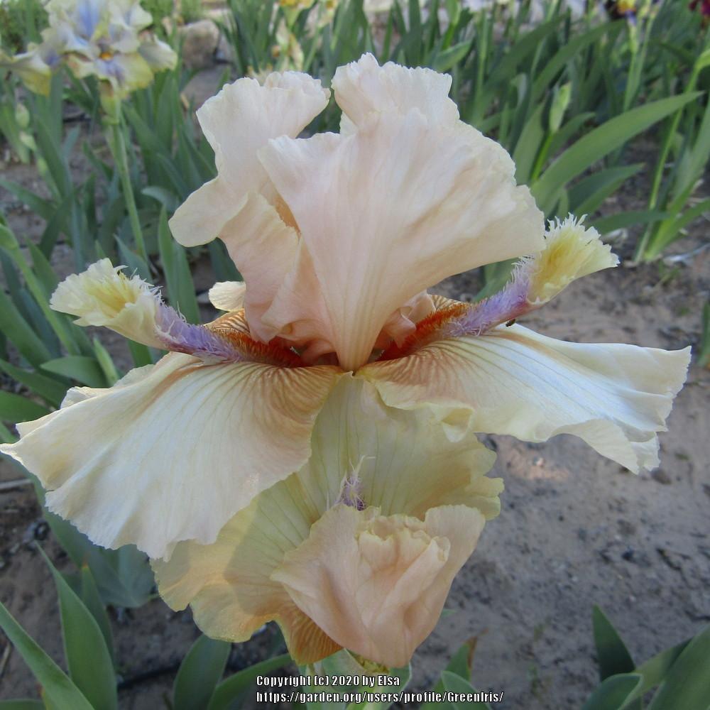Photo of Tall Bearded Iris (Iris 'Roper's Revenge') uploaded by GreenIris