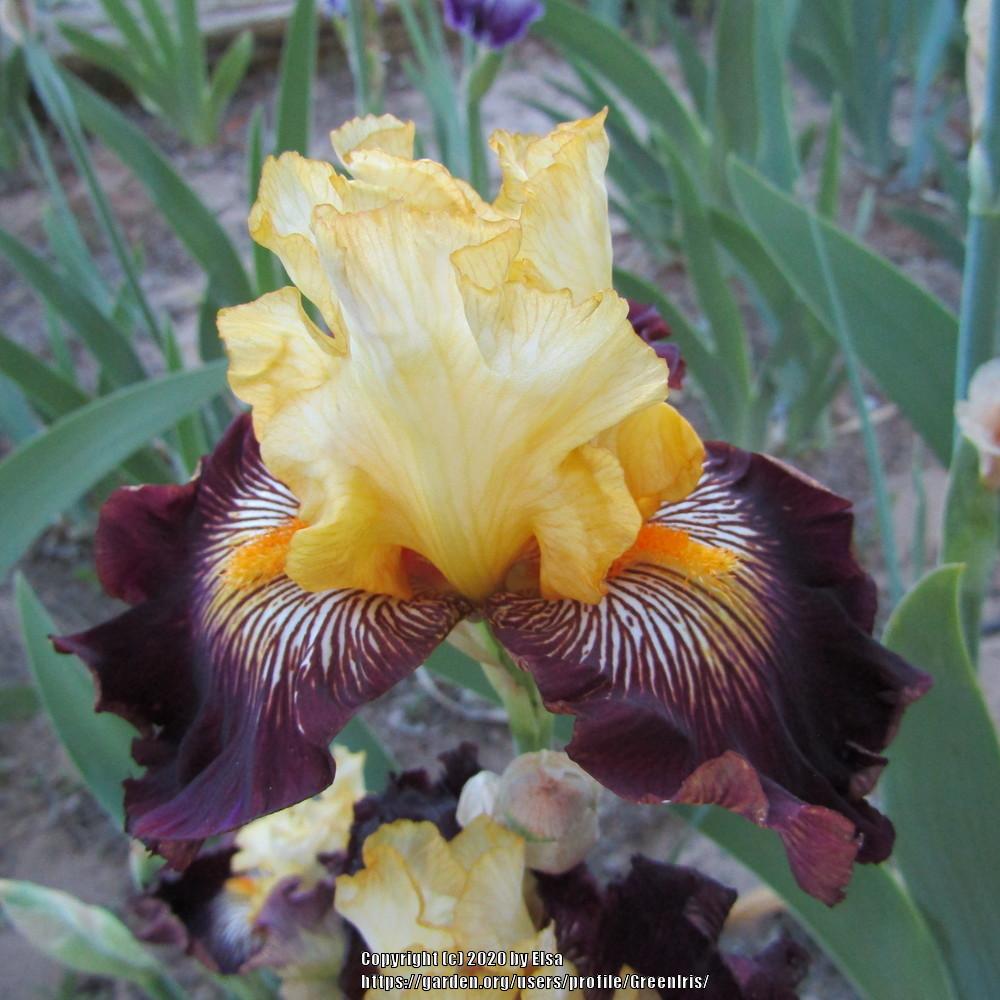 Photo of Tall Bearded Iris (Iris 'Reckless Abandon') uploaded by GreenIris