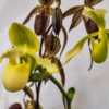 Paphiopedilum primulinum - note the long hairs on the margins of 