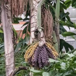 Location: Conservatory, Matthaei Botanical Gardens, Ann Arbor
Date: 2018-01-14
Caryota urens, fish-tail palm - my first time seeing buds (purple