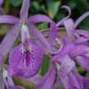Brassocattleya hybrid unknown - I would never groom a conservator