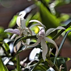 Location: Conservatory, Matthaei Botanical Gardens, Ann Arbor
Date: 2012-02-17
Japanese Stone Orchid, Dendrobium moniliforme