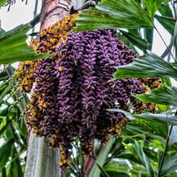 Location: Conservatory, Matthaei Botanical Gardens, Ann Arbor
Date: 2018-01-14
Caryota urens, Burmese Fishtail Palm - everything about this tree