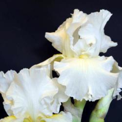 Location: in my friend's garden in Oklahoma City
Date: 11-23-2020
Species Iris (Iris germanica 'Alba')
