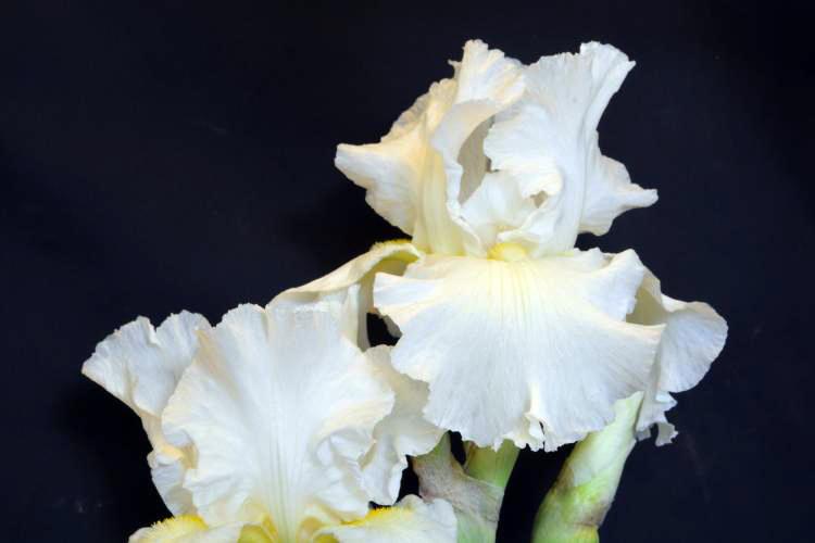 Photo of Irises (Iris) uploaded by jathton