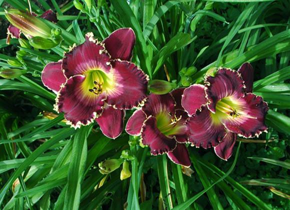 Photo of Daylily (Hemerocallis 'All of My Love to You') uploaded by shive1
